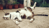 1489911169_sleeping-cat.gif