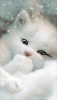 Moving-Cat-Wallpapers-11.gif