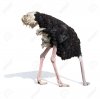 42092921-ostrich-burying-head-in-sand-ignoring-problems-concept-.jpg