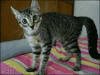 funny-cat-gifs-045-004.gif