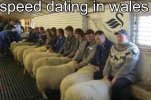 welsh_speed_dating.jpg