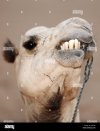 camel-desert-portrait-H457E8.jpg
