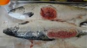 Horror photos of farmed salmon spark legal threat