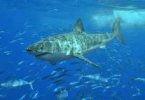Great white shark - Wikipedia