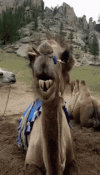 chewing-camel.gif