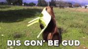 dis-gon-be-good.gif