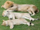 three_lions_sleeping_by_lyricalwolf_d1h2izv-fullview.jpg