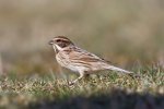 Reed_Bunting.jpg