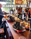Ohio Cats.jpg