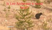 Anderson Bear.jpg