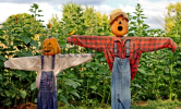 Screenshot 2024-10-25 at 10-13-11 Two Pumpkin Head Scarecrows On Farm Stock Photo 18997330 Shu...png