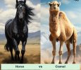 horse-vs-camel-matchup-animalmatchup.com.jpg
