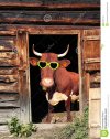 funny-cow-eye-glasses-cow-barn-door-heart-shaped-36387149.jpg
