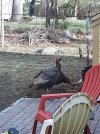 Turkeys.jpg
