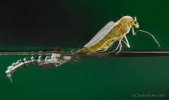 www.photomacrography.net :: View topic - Emerging midge | Fly fishing, Fly  tying, Fishing lures