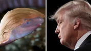 _104869832_trump_caecilian_1024x1024.png.webp