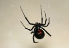 BlackWidow.jpg
