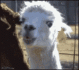 llama-chew.gif