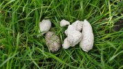 white-faeces-shutterstock_1976757746-scaled.jpg