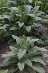 Comfrey-vertical-in-May.jpg.webp