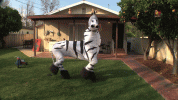 zebra.gif