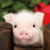 baby pig.jpg