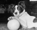 Meet Pickles the dog who saved the World Cup - Bedfordshire Live Meet Pickles the dog who saved the World Cup - Bedfordshire Live