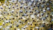 frogspawn-close-up-two-column.jpg