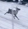 funny-running-reindeer-reindeer.gif
