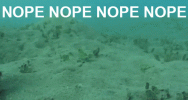 nope octo.gif