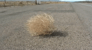 1769532729472.gif