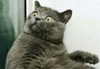 cat.jpg