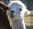IMG_4303.gif