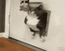 IMG_1254.gif