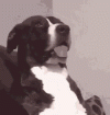 IMG_0482.gif