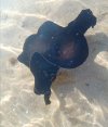 seaslug.jpg