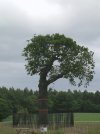 Boscobel_-_Royal_Oak_2011.jpg