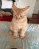 funny-cat-gifs-109-004.gif