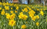 daffodils-naturalize-banner-m.jpg