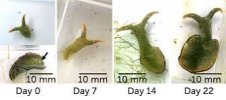 Image result for severed head of sea slug