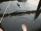 fishing.gif