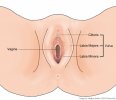 gyn-external-anatomy.jpg