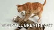 cpr-cats.gif