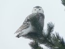 Snowy Owl ....1 80.jpg