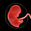 foetus-at-8-weeks-scieproscience-photo-library.jpg foetus-at-8-weeks-scieproscience-photo-library.jpg