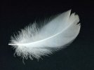 swan-feather-16307_1920.jpg swan-feather-16307_1920.jpg