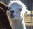 llama-chew.gif