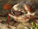 British beetles: Cockchafer or May Bug | Wildlife Insight