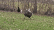 big-neck-dancing-turkey.gif