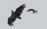 eagle and buzzard.jpg